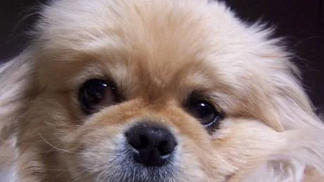 SÖT MEN SÖDERAVLAD. Pekingesen står på listan över  hundar där åtgärder måste vidtas.