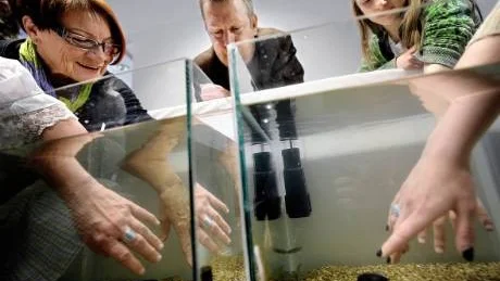 RISKERA DITT SKINN. Den tyske konstnären Tilman Küntzel har                                tillverkat ett par akvarier och fyllt dem med fiskar av arten rödaktig sugbarb, som låter sig smaka av konstpublikens händer. Foto: Andreas Wälitalo
