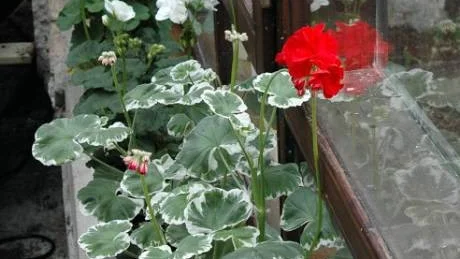 VILL UT. Pelargoner av olika slag trängs vid uterummets fönster. Snart ska de få komma ut.