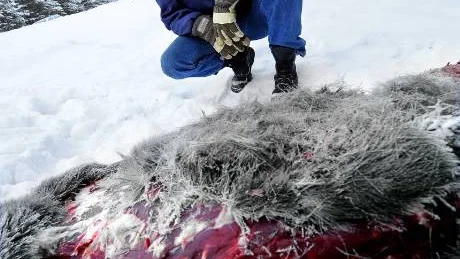 FYNDPLATS. Per-Erik Eriksson hittade älgen i diket vid vägen som går till Viktoriahamnen.