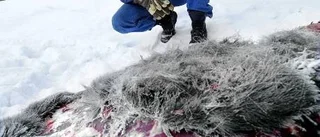 Hittade älg dumpad i diket
