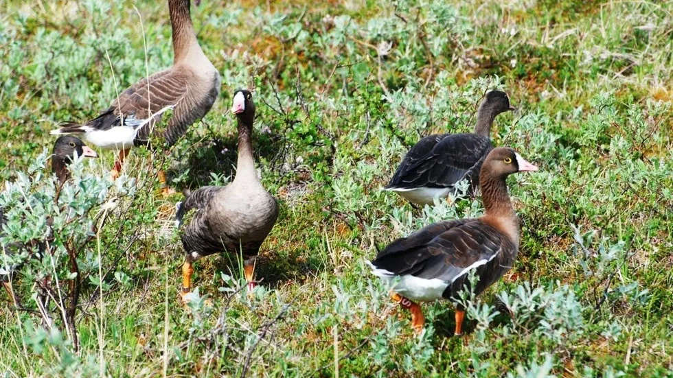 Gåsräddning. Den hotade Fjällgåsen häckar i ett område i Arjeplogsfjällen och för att skydda arten så har länsstyrelsen bedrivit särskild skyddsjakt på rödräv i området.