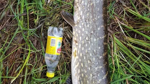 Lång ”krokodil”. Som synes en rejäl gädda Oskar Wanhatalo i Aapua landat.