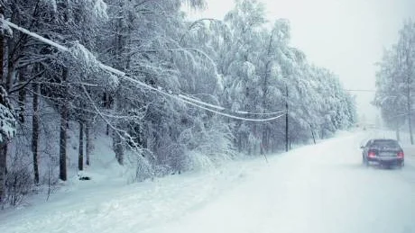 AVBROTT. Grenar som tyngts ner av den blöta snön kortslöt elledningar.