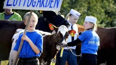 visade upp sig. Luttugården, Soukolojärvi, var en av gårdarna som visade upp sin besättning på årets kotävling Norrko 2008 i Öjebyn. Här är det Herman Wahlberg som bär skylten i tävlingen.