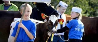 Sussi Norrbottens bästa ko