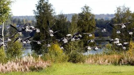 PÅ VÄG. Nu räknar de ned  inför flytten. Grågäss är en art som ökat tiofalt de sista 20 åren, och är nu närmare 200.000 i antal i Sverige.