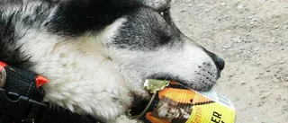 Hund fastnade i plåtburk