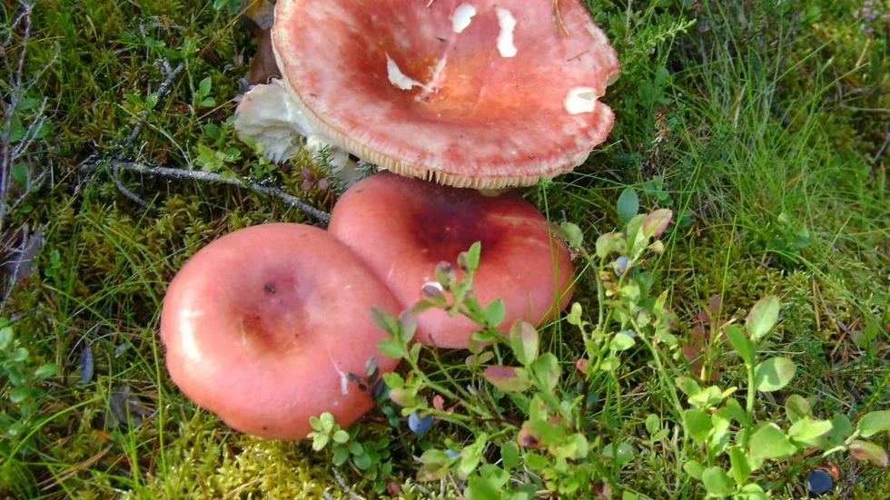 En kremla,någon? Naturen är full av mat men hur ska man våga använda den. Då kanske en svampförening kan hjälpa till. Nu finns det en nybildad sådan i Luleå.