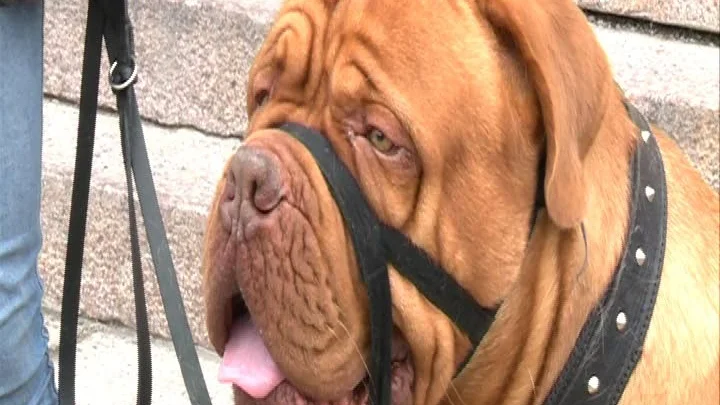 Hunden "Frank" var en av många hundar som slöt upp till manifestationen i Luleå.