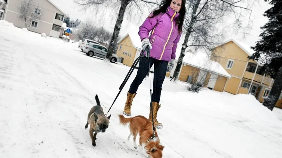 JOBBIGT. I september blev en av Melinda Landbergs chihuahuor attackerad av en annan hund. Därför har Melinda i dag svårt för att lita på andra hundar och hundförare. "Min värsta mardröm blev verklighet", säger hon.