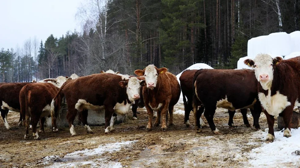 600 KILO. Det väger de fullvuxna korna på ladugården i Brobyn. De äldsta kvigorna är tolv år gamla och anser att de ska mötas med respekt av de yngre.