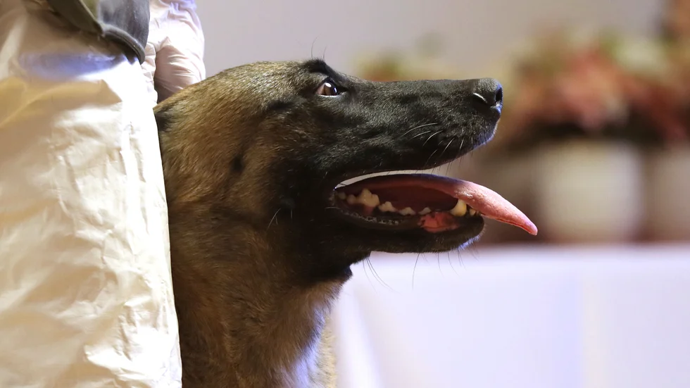 Många polishundar har fått nya uppgifter i pandemin. Här är en covidhund under upplärning i Österrike. Arkivbild.