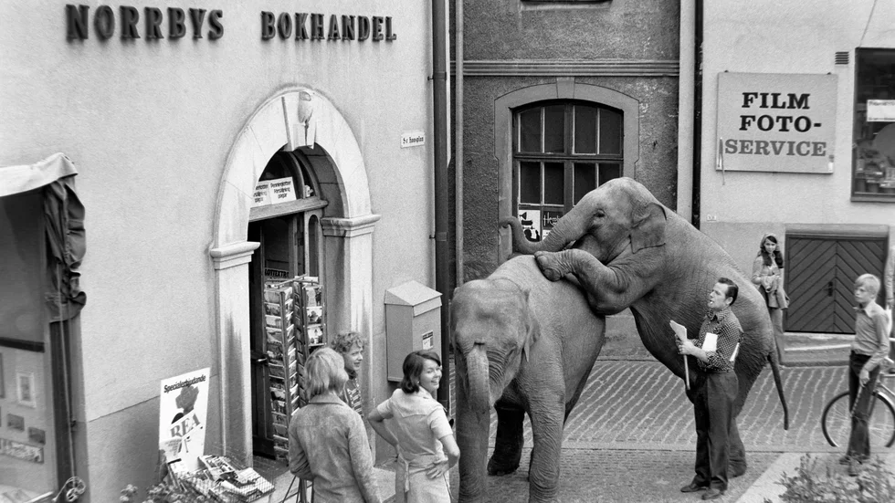 Elefanter vid S:t Hansplan, Visby 1974.
Bilden togs av Lasse Ahnell, som under flera år jobbade vid firman.
Två cirkusar hade slagit upp sina tält i Visby: Cirkus Schreiber som påstod sig vara Skandinaviens största djurcirkus medan Cirkus Ray Miller hävdade att de var Sveriges största cirkus med världens yngsta cirkusdirektör. Från vilken av dem dessa elefanter kom vandrande är oklart.
