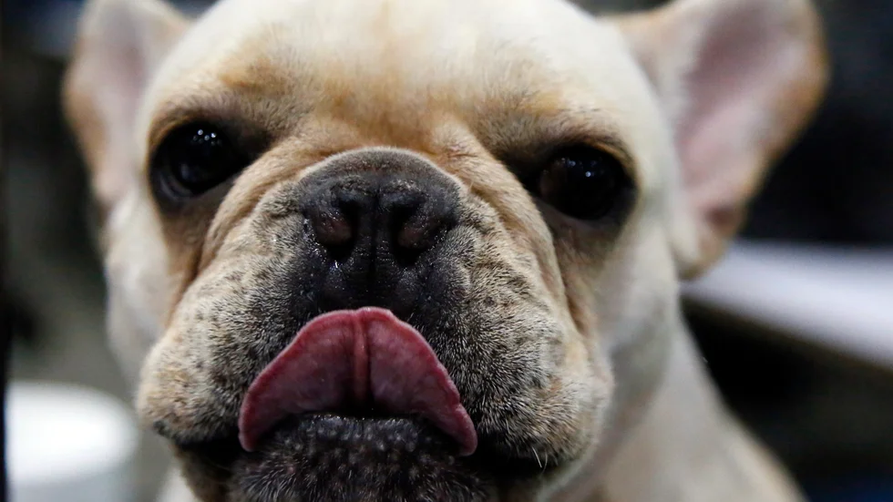 En tvåårig fransk bulldog under en hunduppvisning i Thailand. Arkivbild.