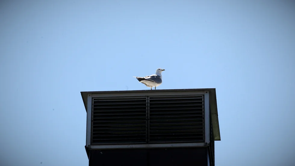 Just nu häckar måsarna på många tak i Linköping. När ungarna ska lära sig flyga skyddar föräldrarna sin avkomma bäst de kan. 
