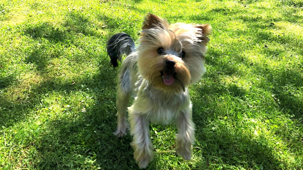 Max är en två och ett halv år gammal yorkshireterrier, och lite reserverad mot nya människor.