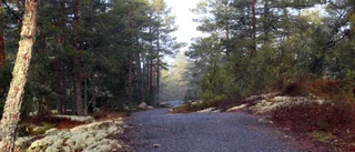 Kommunen gallrar skog i Loftahammar