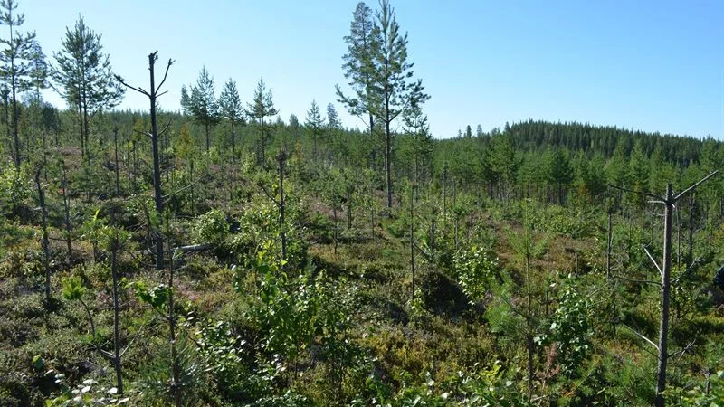 Betesskadorna på ungskog ligger hela tiden över de mål som är satta.