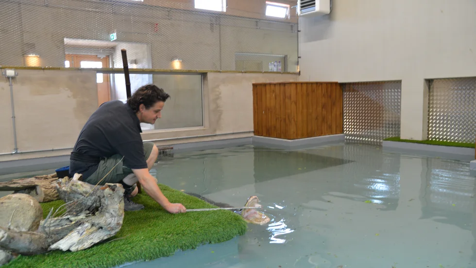 Forskaren Stephan Reber matar människotillvanda alligatorn Bestla. De sex alligatorerna kommer ursprungligen från Crocodiles of the World i England. Organisationen har även tidigare haft samarbete med Lunds universitet.