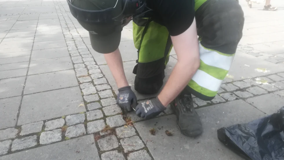 Markus Sjödin rensar ogräs mellan gatstenarna.