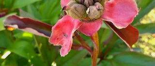 Trädgårdens blommor ger frukt 