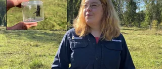 Hotad trummande gräshoppa med röda vingar ska räddas – utsättning kan vara farligt för insekten: "Sista åtgärd" 