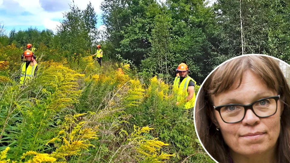 Ett arbetslag har under sommaren arbetat bland annat med att bekämpa kanadensiskt gullris på kommunens mark. Linda Aldebert är glad att så många katrineholmare tipsade om var den invasiva växten fanns.