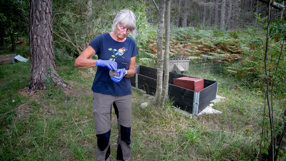 Veterinären Lotta Persson jobbar för Gotlands igelkottsfond och tar emot de igelkottar som kommer in, här syns de vinterhägn där många av årets ungar kommer att få bo över vintern. 