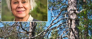 Naturskyddsföreningen kritisk mot Norrleden: "Dras genom 100-årig skogsdel"