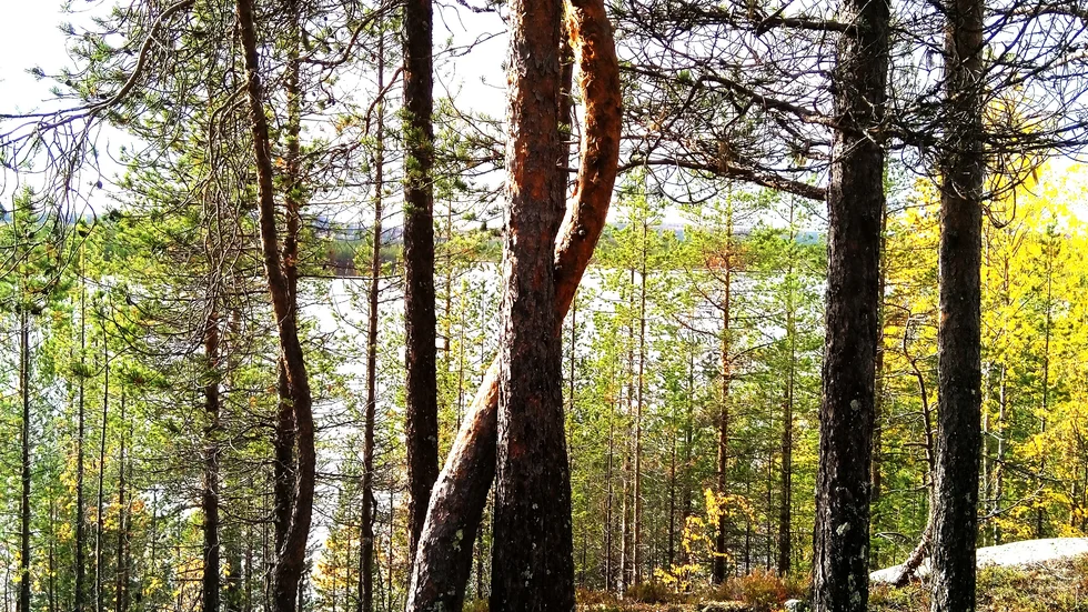 Trädkramare