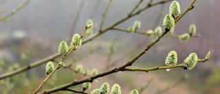 Spirande knoppar på berget    