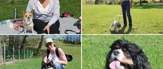 Har du koll på var man får rasta hunden?