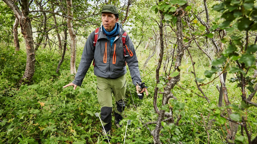 Fjällbjörk och vide når allt högre upp på sluttningarna. Keith Larson i Abisko konstaterar att klimatet inte längre är arktiskt utan borealt (årsmedeltemperaturen är över noll grader).