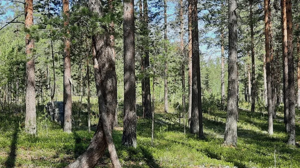Träd i omfamning