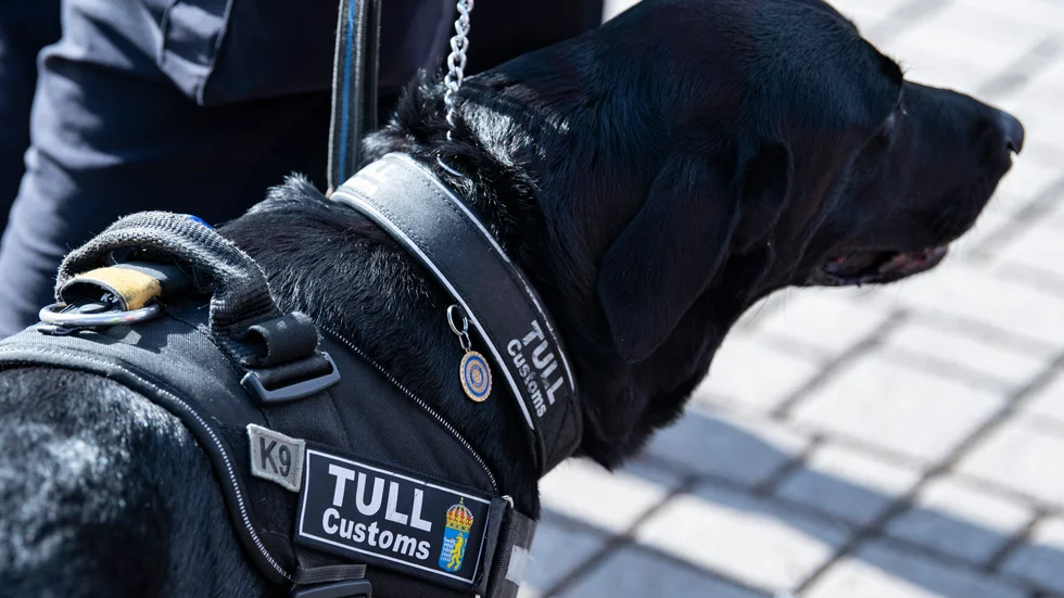 En sökhund utanför tullens lokaler vid Öresundsbron. Arkivbild.
