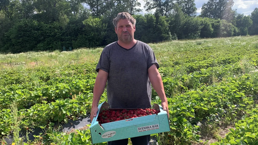 Värmen har satt fart på jordgubbarna och i takt med att produktionen ökar sjunker priserna. På Kilfröslunda gård blir stora delar av skörden oplockad. ”Vi har ju valt självplock och att plötsligt få tag på personal är inte möjligt, inte minst ekonomiskt”, säger Anders Norlén.