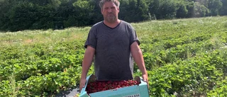 Från rekordpris till jordgubbsrea – här hänger merparten av rekordskörden kvar på plantorna: "Tråkigt"