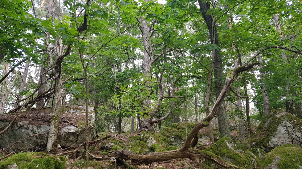 Det nya naturreservatet Väsbyskogen är rik på variation vilket gynnar den biologiska mångfalden. 