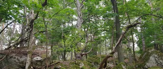 Klart: Eskilstuna får nytt naturreservat – vill bevara lövträden