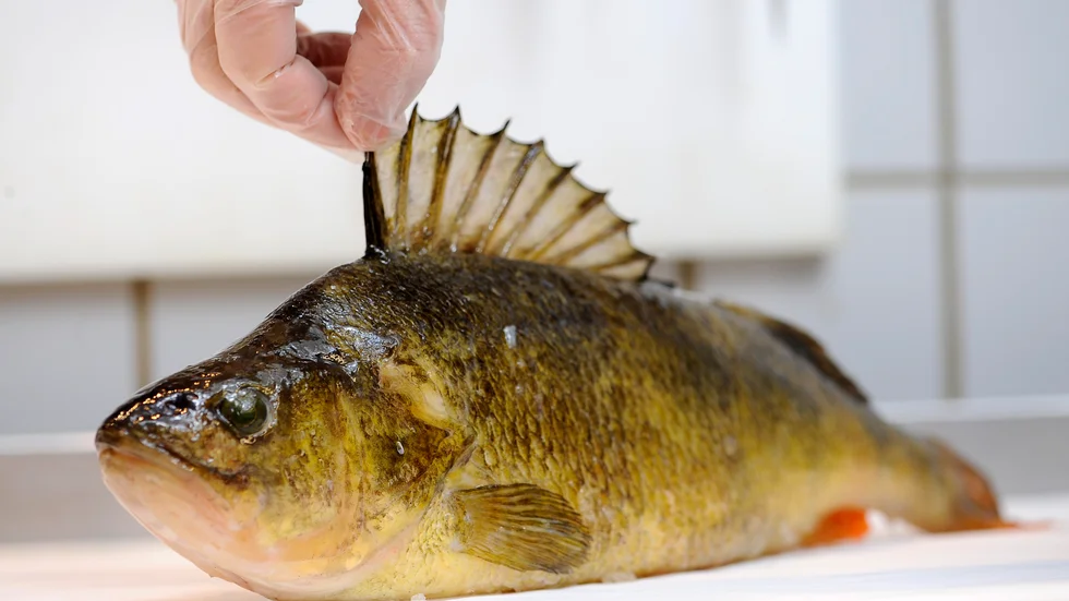 Abborrarna som fiskas i Norrlands insjöar har ökat i vikt de senaste 40 åren. En förklaring till detta tros vara ett varmare klimat. Arkivbild.