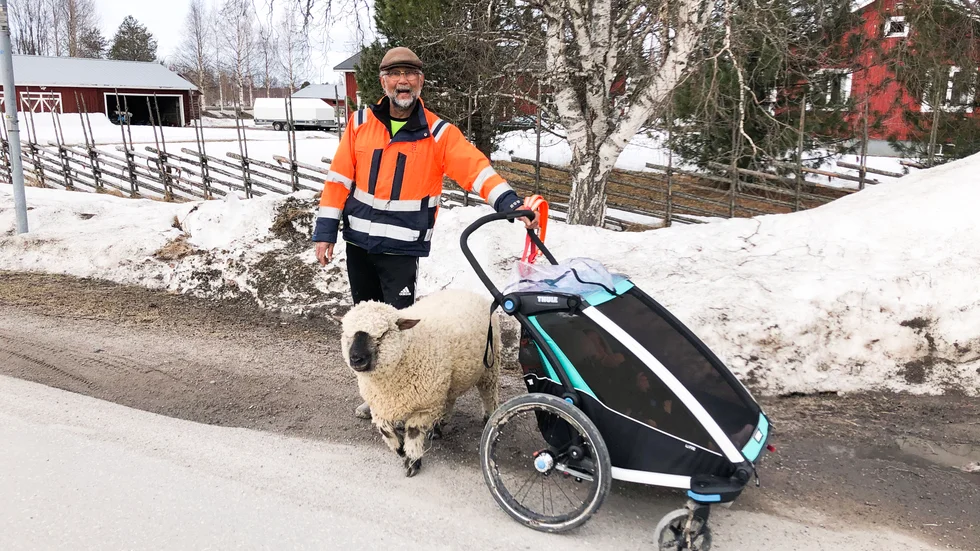 Sakhi Youmard flaskmatade Mari som är av rasen Oxford Down. Nu har den ulliga fårtjejen blivit barnbarnens stora favorit. 