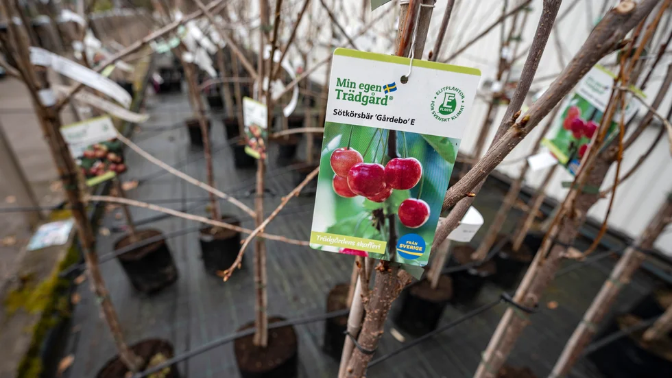 Fruktträd till försäljning på Plantskolan i Ängelholm.