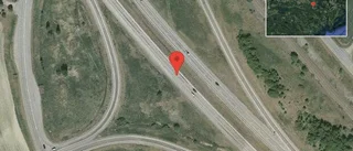 Djur på vägen på E20