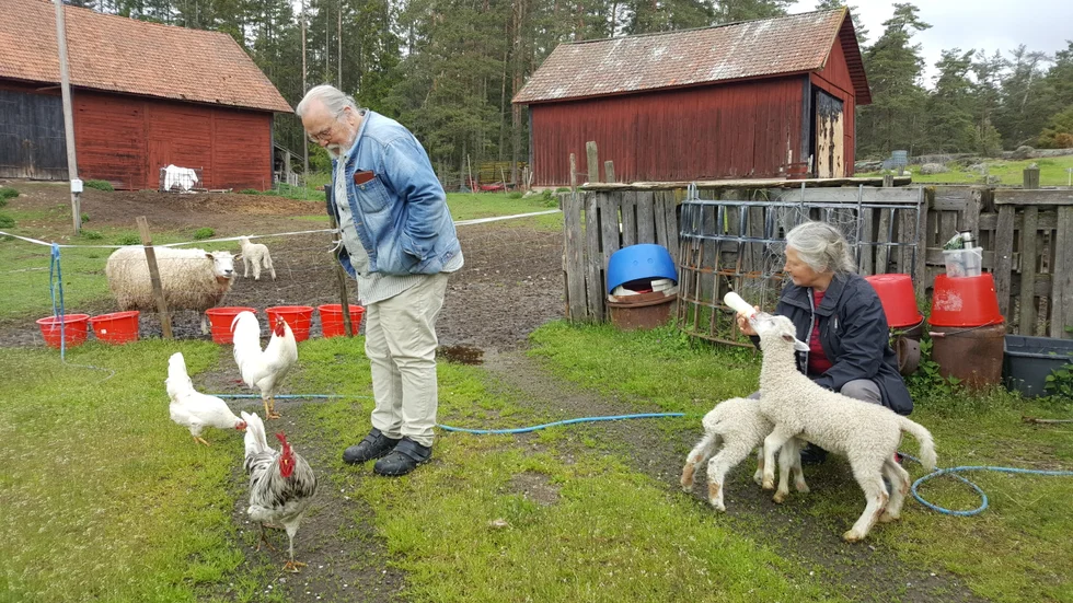 Flasklammen får mat av Eva Lis Mattsson. Krister hälsar på hönsen och tupparna.