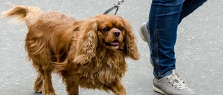 Gångare går på vänster sida – med hunden innanför