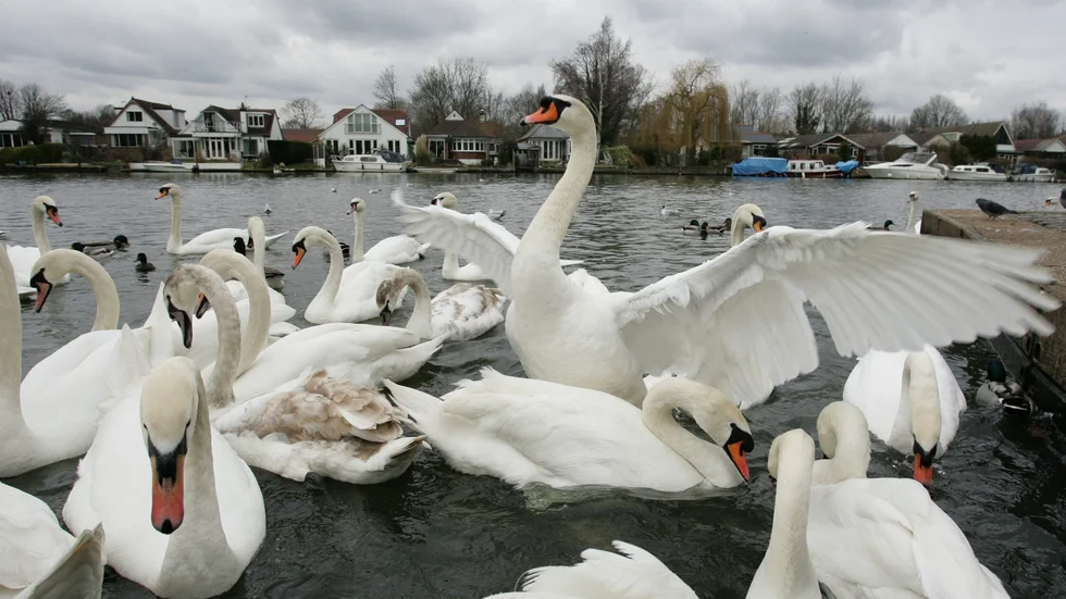 Walton-on-Thames är en av de platser som har drabbats av den illvillige trädavverkaren. På bilden ses en grupp svanar vid floden Thames i staden. Arkivbild.