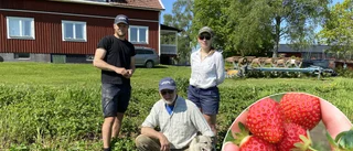 Ont om lokala jordgubbar till midsommar: "Har varit kallt i år"