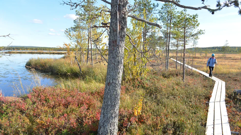 Det var härligt att vandra fram torrskodda över de gedigna myrarna.
