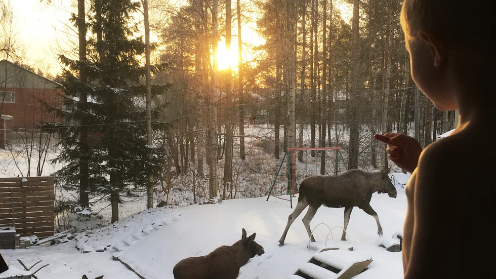 Älgko och två kalvar mumsade i trädgården.